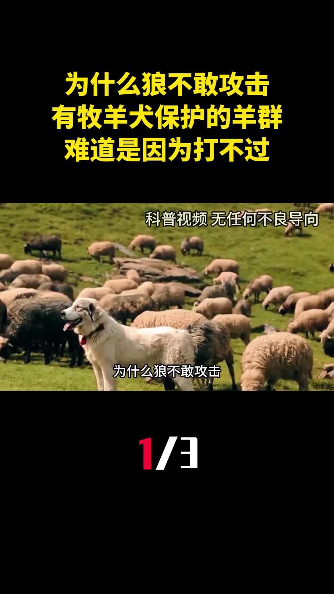 为什么狼不敢攻击有牧羊犬保护的羊群难道是因为打不过1