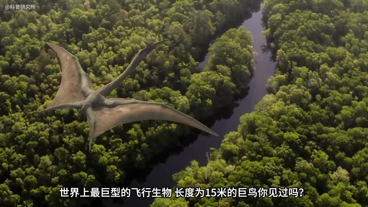 翼展长15米的巨型飞行生物居然比飞机还要大世界最大的9种飞行生物大盘点一