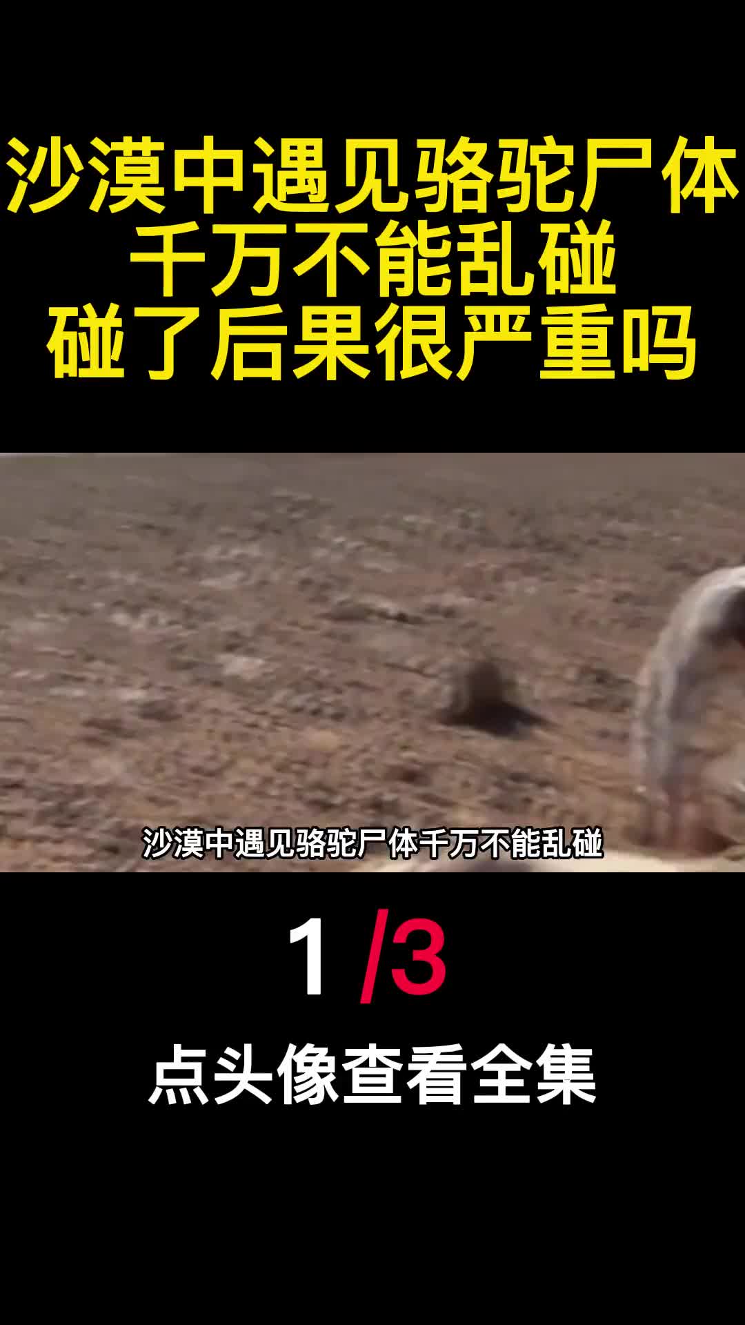 沙漠中遇见骆驼尸体千万不能乱碰碰了后果很严重吗1