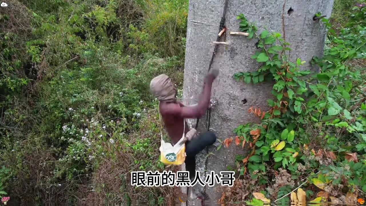 原来采摘这种来自热带雨林的坚果如此不容易