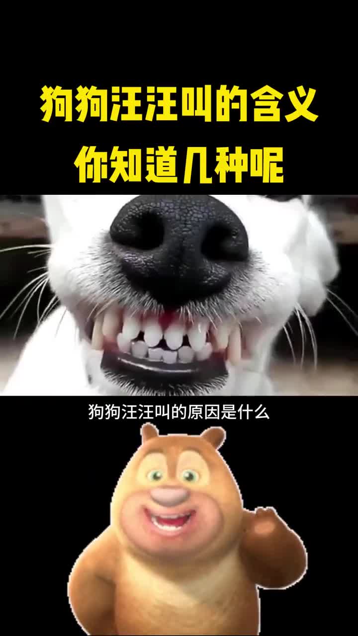 狗狗汪汪叫竟有7种含义你知道吗