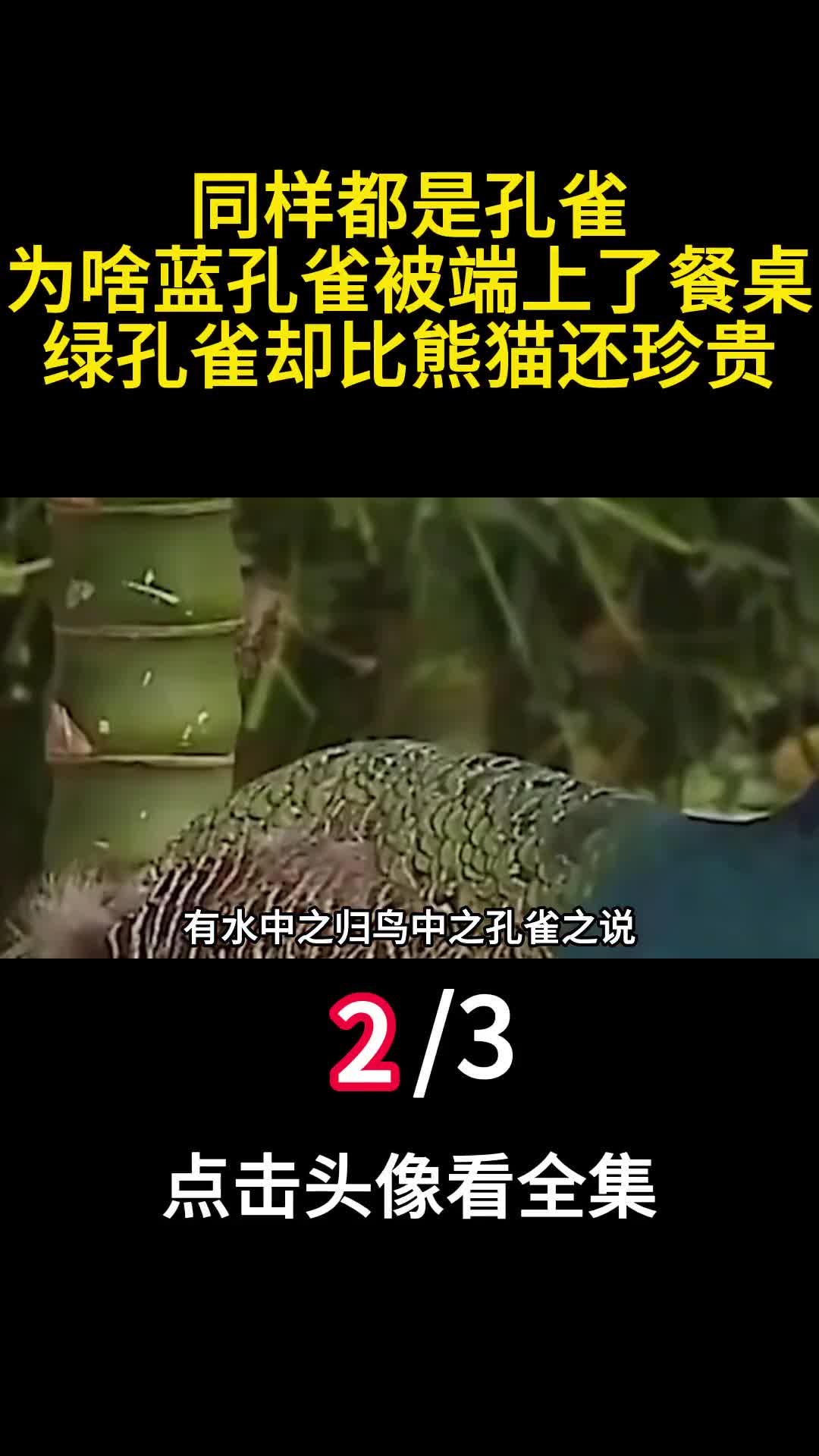 同样都是孔雀为啥蓝孔雀被端上了餐桌绿孔雀却比熊猫还珍贵2