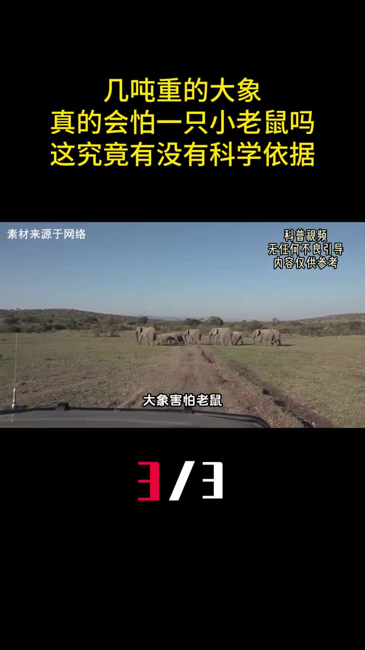 几吨重的大象真的会怕一只小老鼠吗这究竟有没有科学依据3