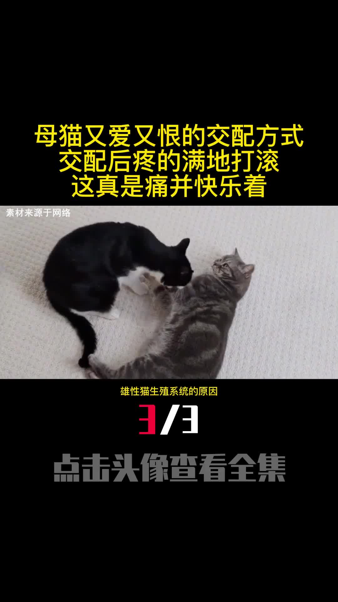 母猫又爱又恨的交配方式交配后疼的满地打滚这真是痛并快乐着3