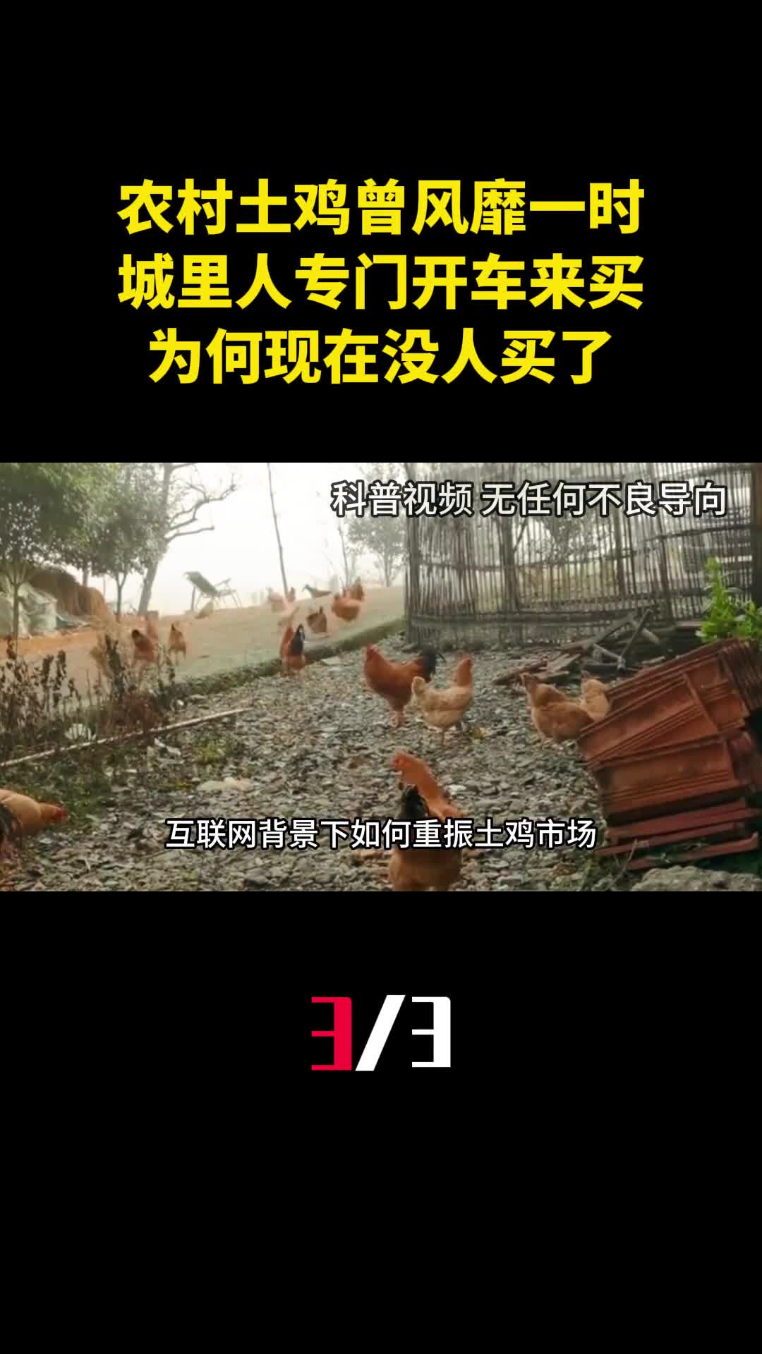 农村土鸡曾风靡一时城里人专门开车来买为何现在没人买了3