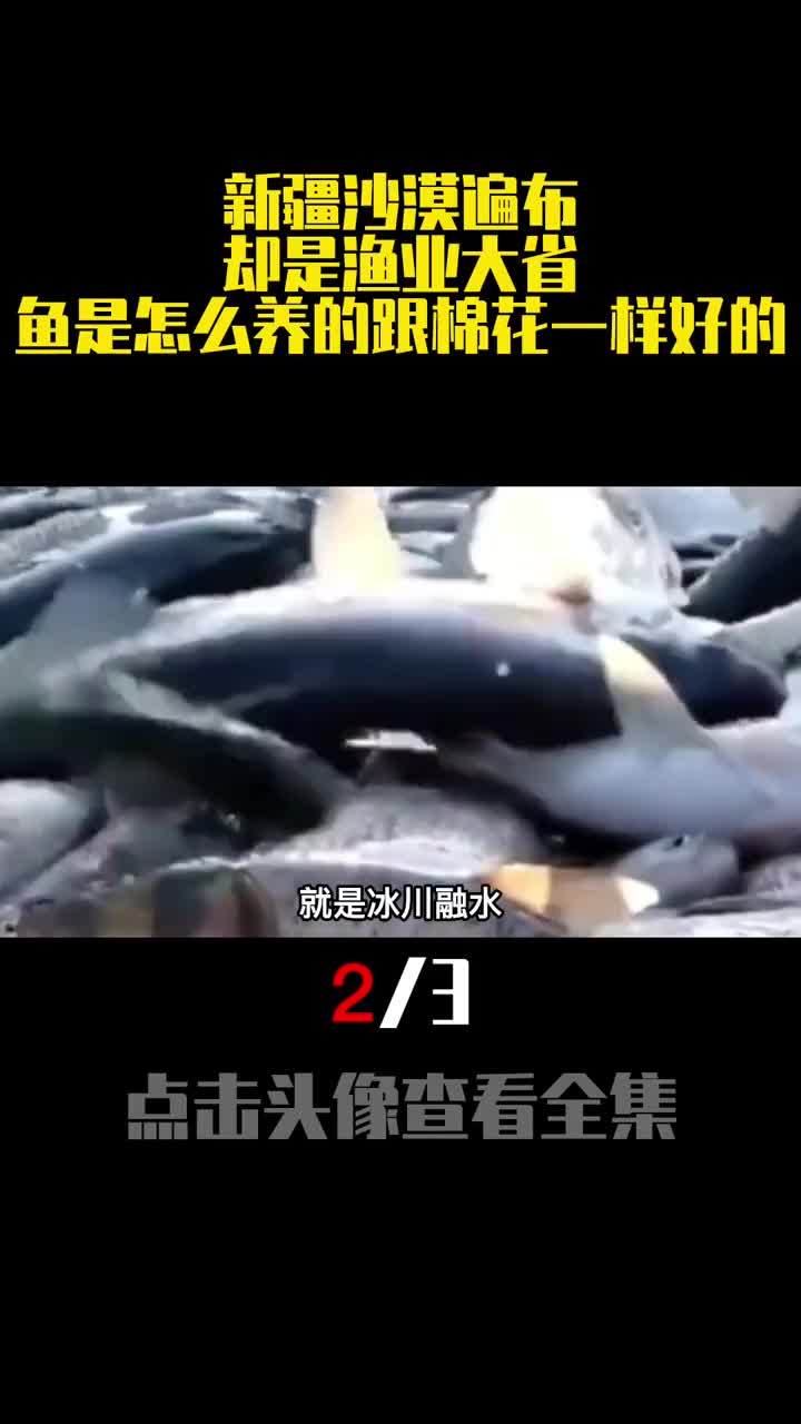 新疆沙漠遍布却是渔业大省鱼是怎么养的跟棉花一样好的2