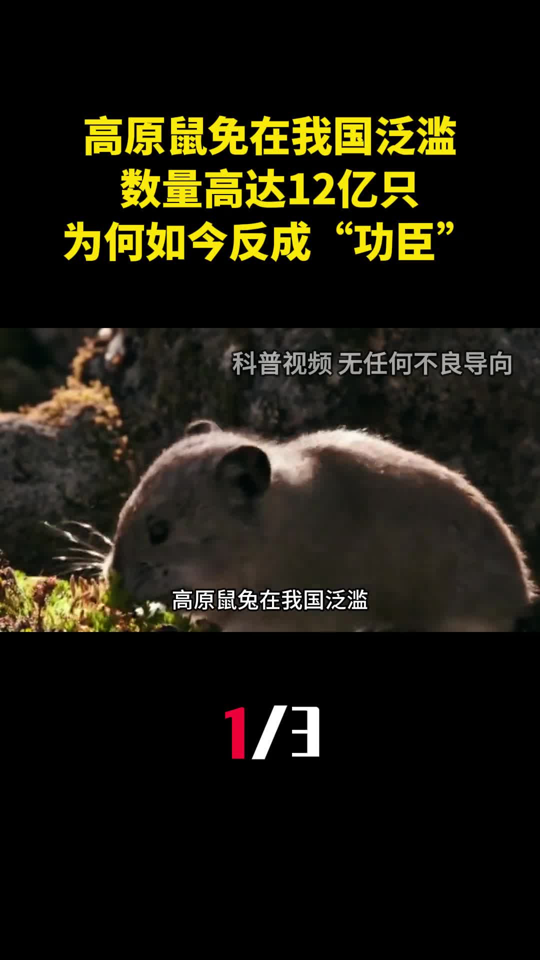 高原鼠免在我国泛滥数量高达12亿只为何如今反成功臣1