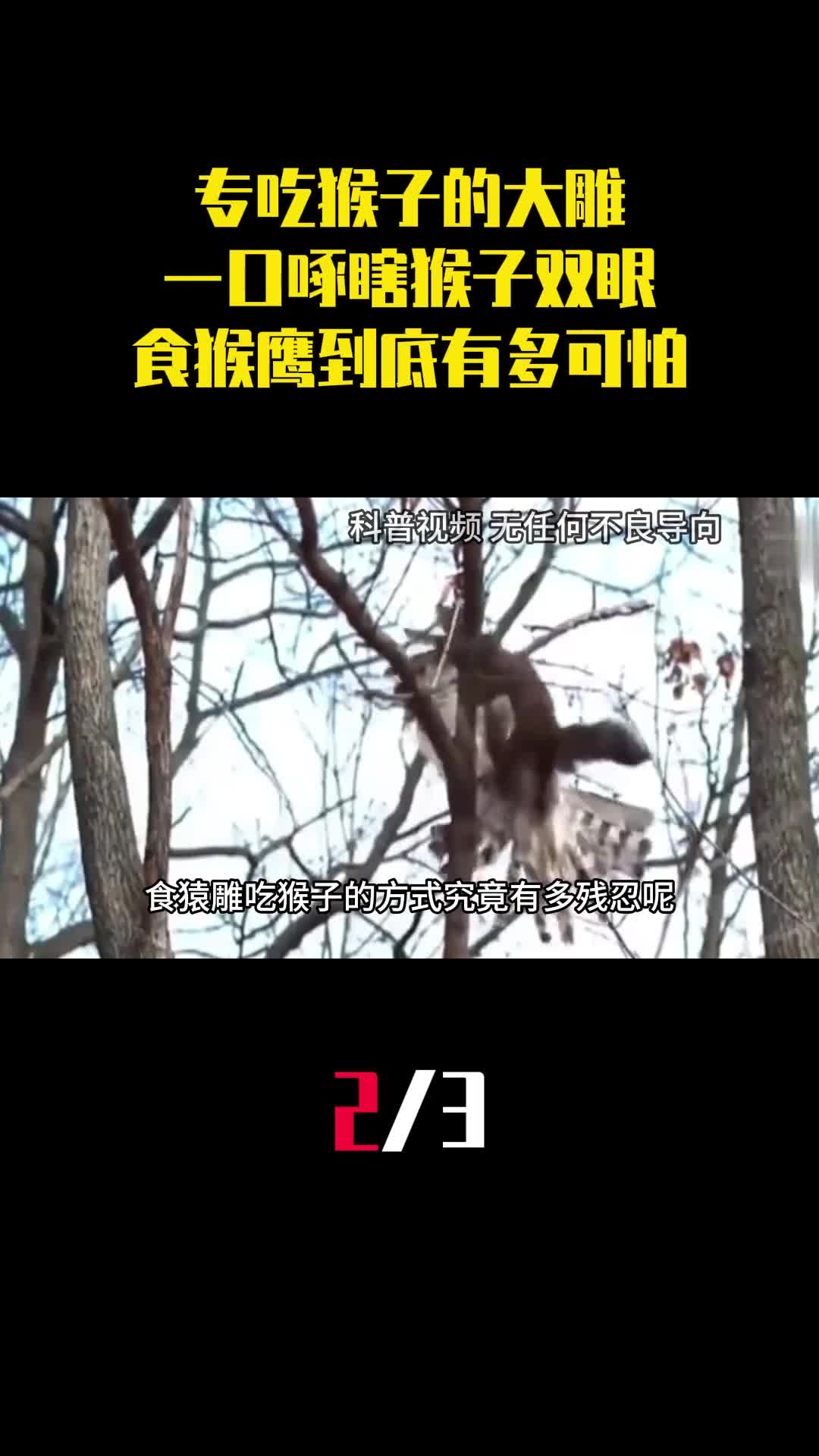 专吃猴子的大雕一口就能啄瞎猴子双眼食猴鹰到底有多可怕2