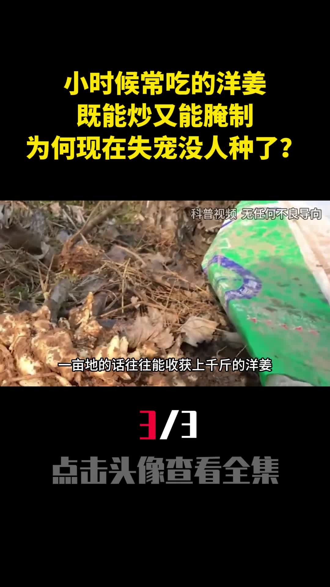 小时候常吃的洋姜既能炒又能腌制为何现在失宠没人种了3