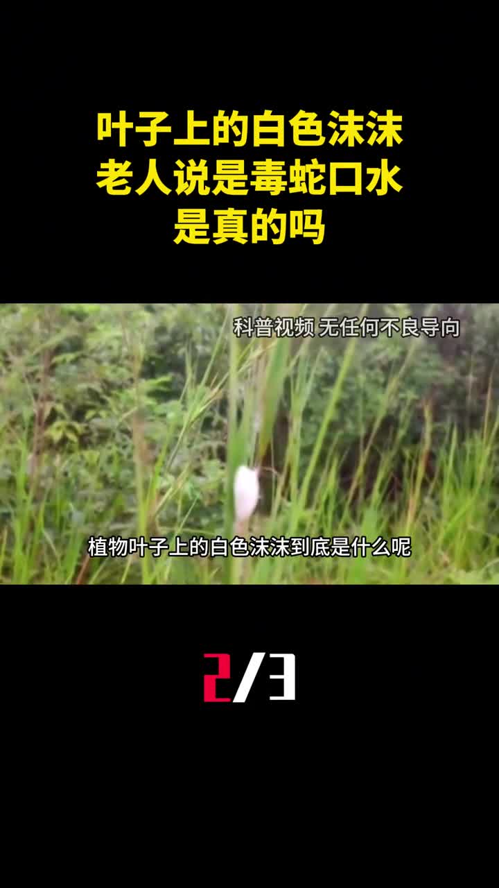 植物叶子上的白色沫沫老人说是毒蛇口水是真的吗2