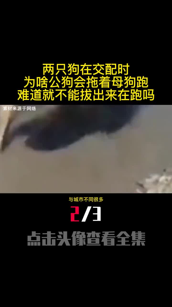 两只狗在交配时为啥公狗会拖着母狗跑难道就不能拔出来在跑吗2