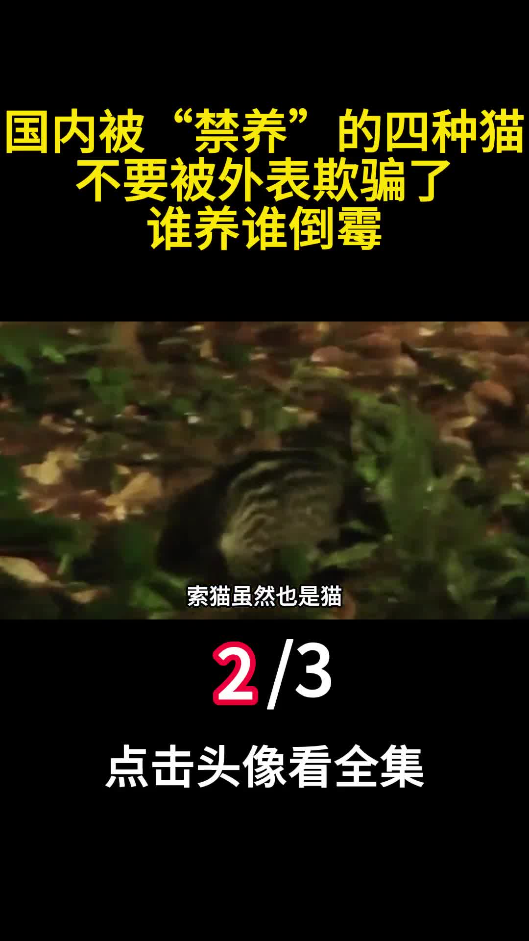 国内被禁养的四种猫不要被外表欺骗了谁养谁倒霉2
