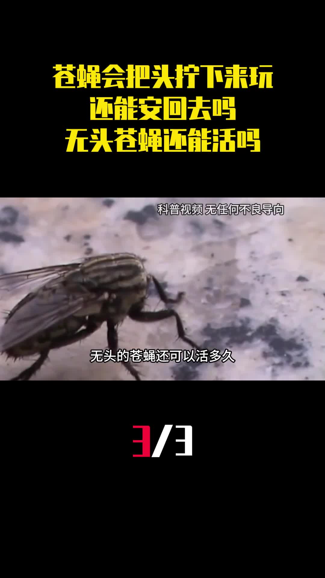 为什么苍蝇会把头拧下来玩还能安回去吗无头苍蝇还能活吗3