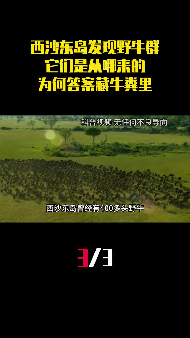 西沙东岛发现神秘野牛群它们是从哪来的为何答案藏牛粪里3