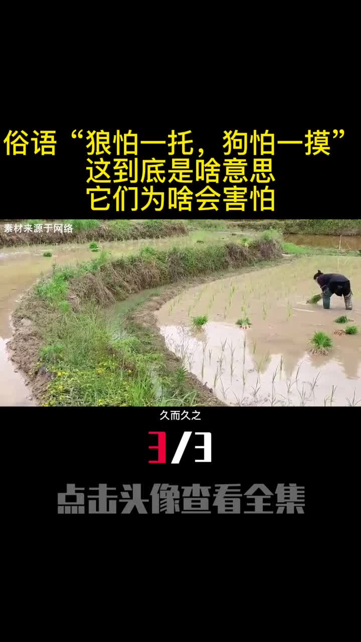 俗语狼怕一托狗怕一摸这到底是啥意思它们为啥会害怕3