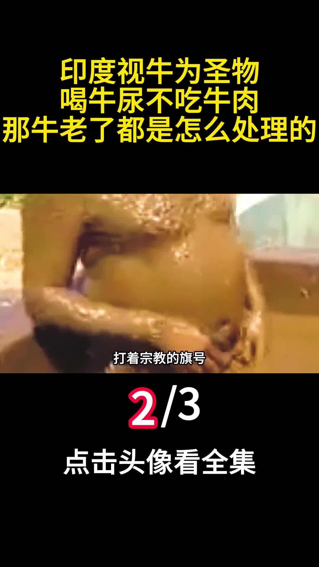 印度视牛为圣物喝牛尿不吃牛肉那牛老了都是怎么处理的2