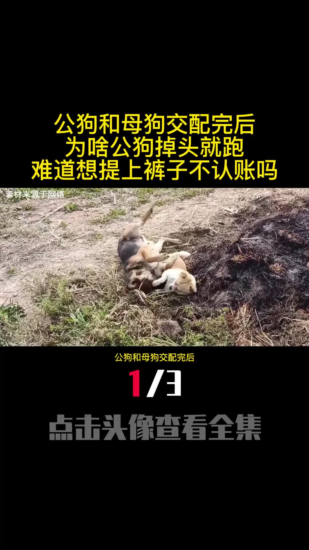 公狗和母狗交配完后为啥公狗掉头就跑难道想提上裤子不认账吗1