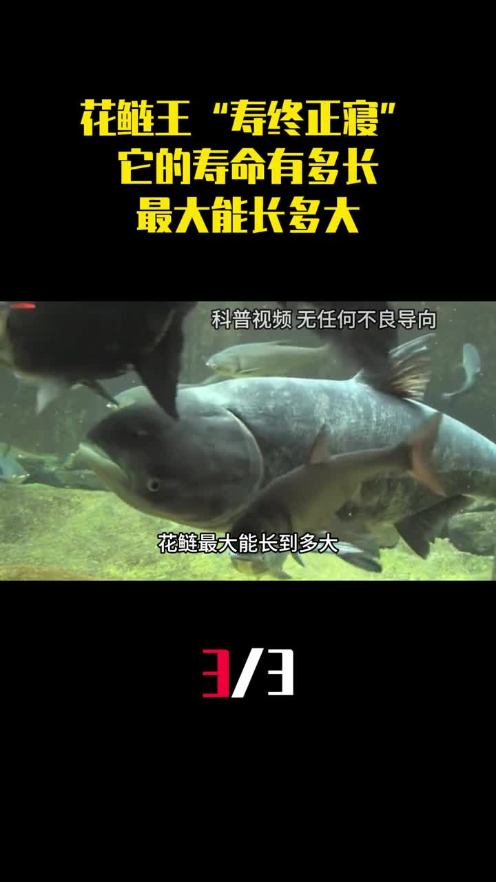 湖北巨型花鲢王寿终正寝它的寿命有多长最大能长多大3