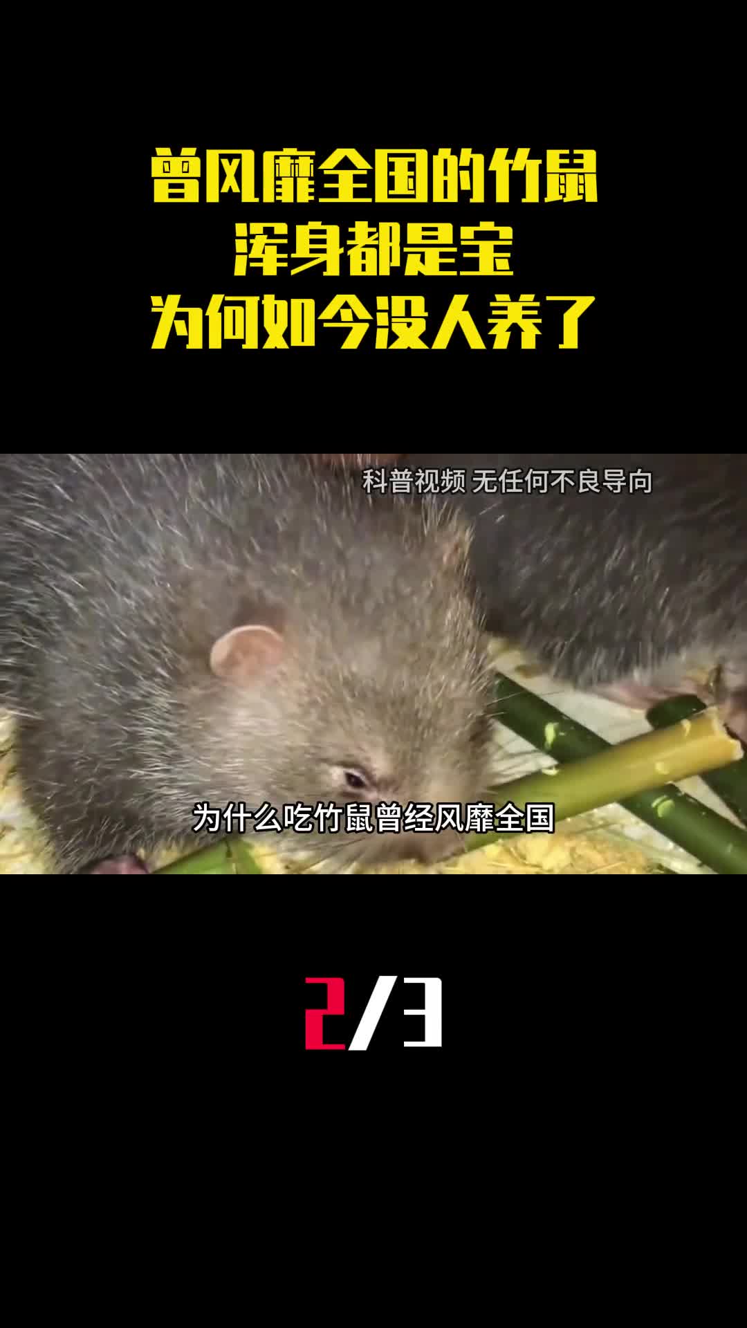 曾经风靡全国的竹鼠浑身都是宝为什么如今没人养了2