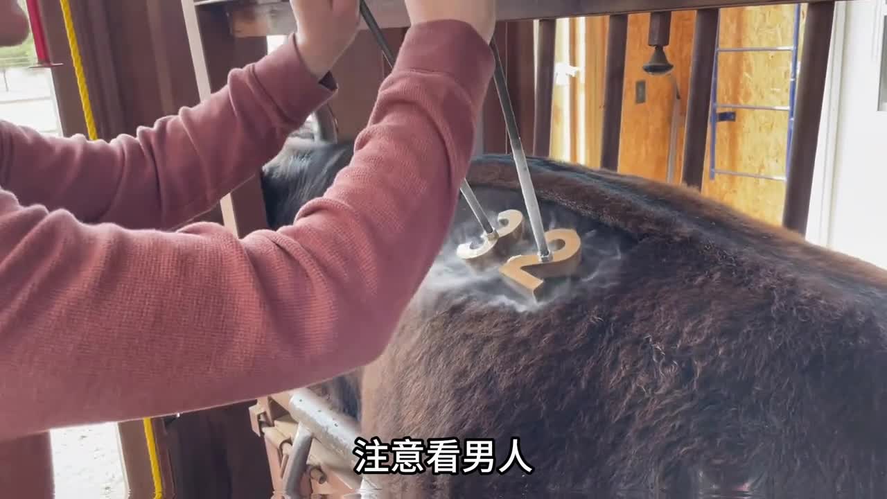 揭秘牛肉面工厂的加工过程看完之后你还敢吃吗