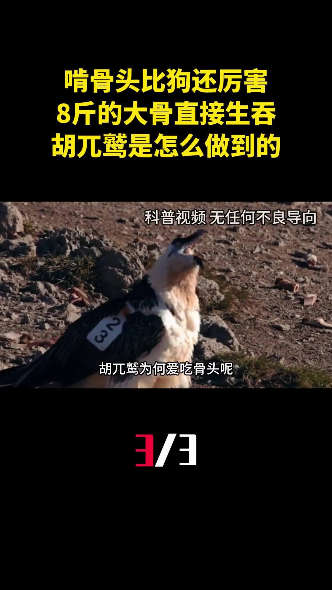啃骨头比狗还厉害8斤的大骨直接生吞胡兀鹫是怎么做到的3