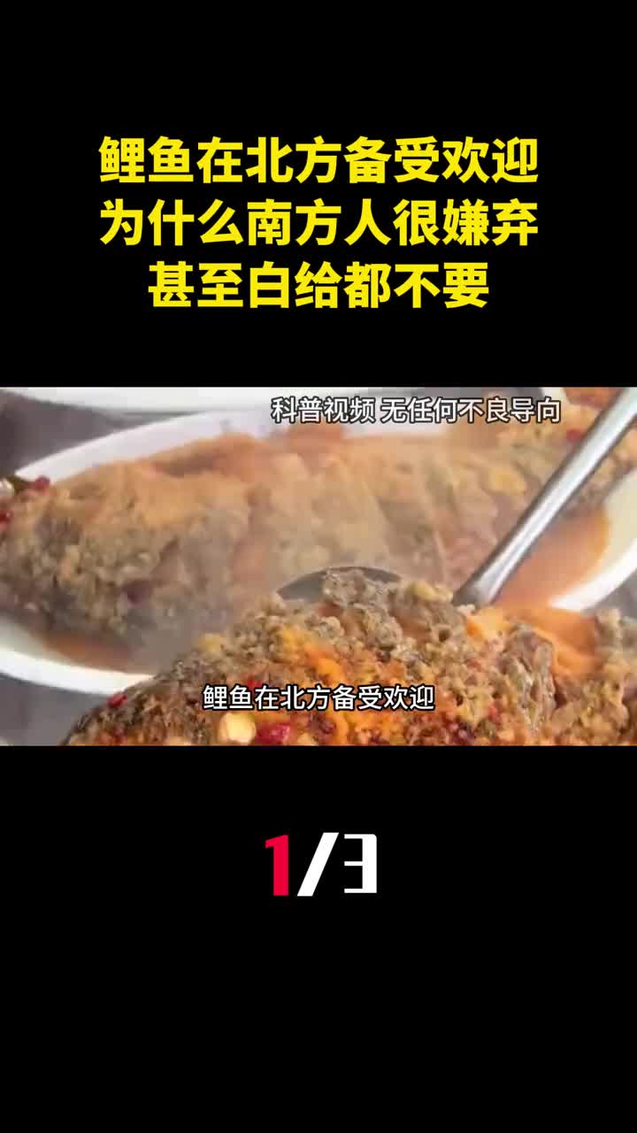 鲤鱼在北方备受欢迎为什么南方人很嫌弃甚至白给都不要1