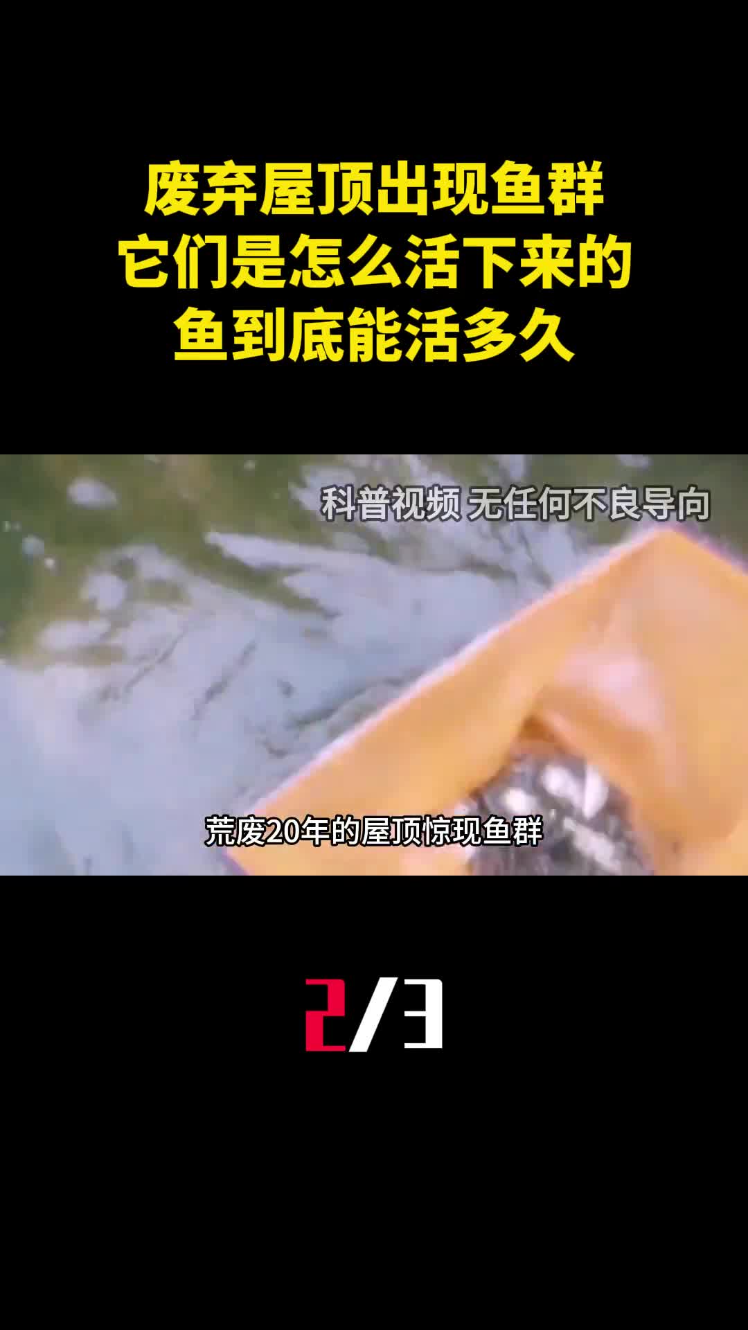 废弃20年的屋顶出现鱼群它们是怎么活下来的鱼到底能活多久2