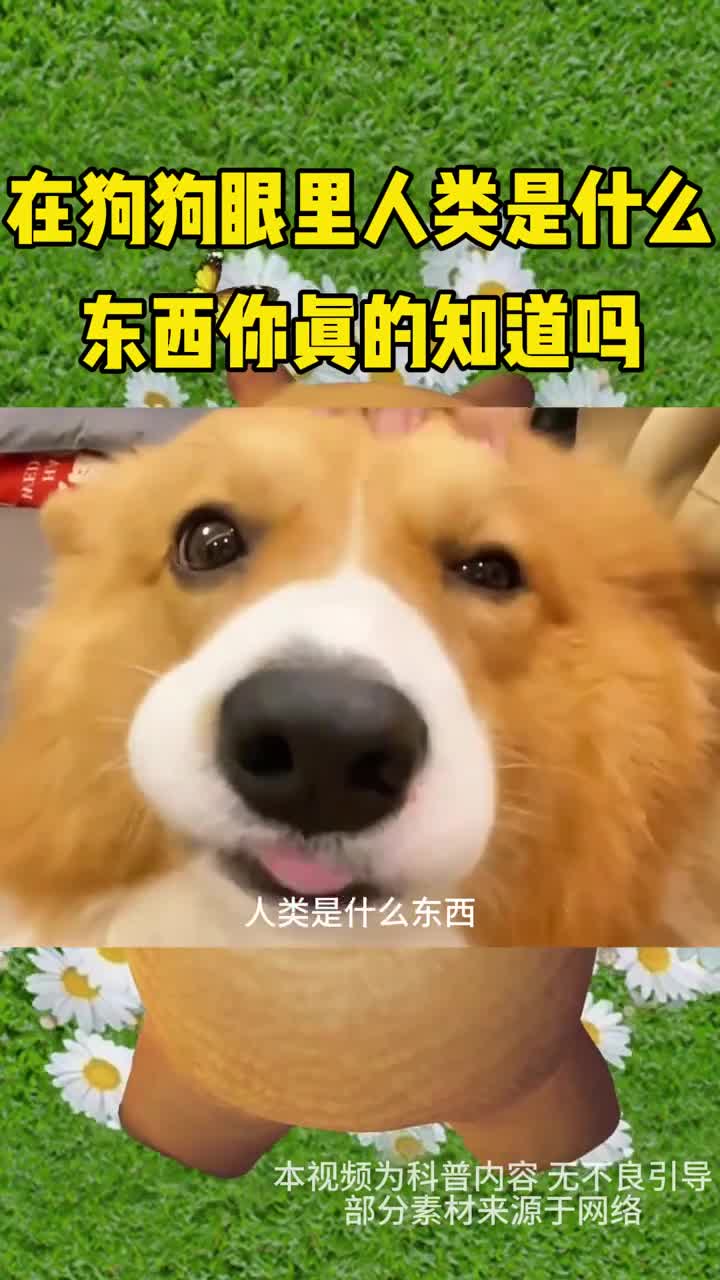 在狗狗眼里人类是什么东西你知道吗