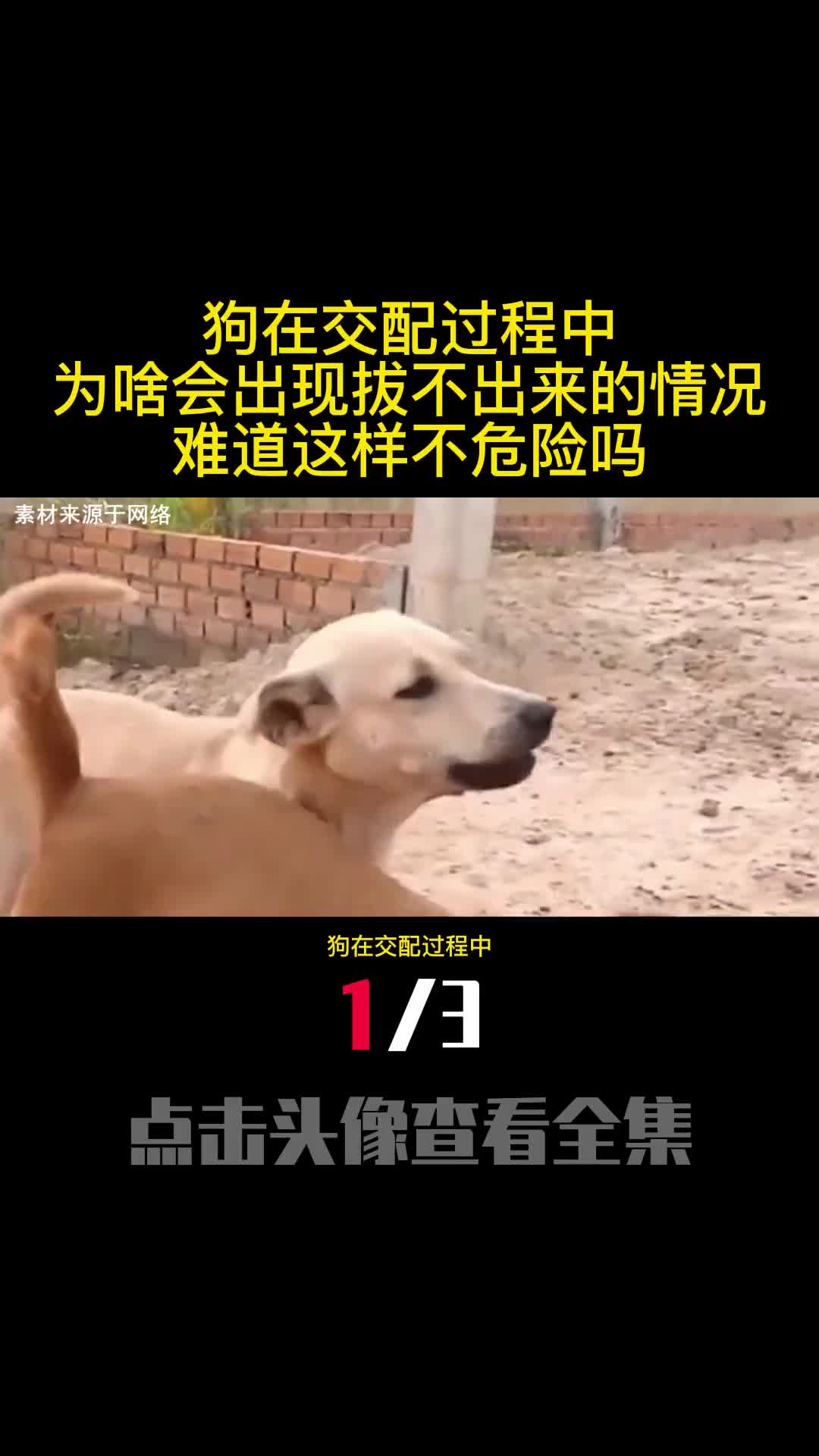 狗在交配过程中为啥会出现拔不出来的情况难道这样不危险吗1