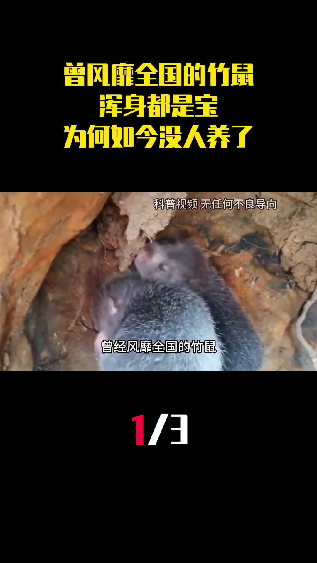 曾经风靡全国的竹鼠浑身都是宝为什么如今没人养了1