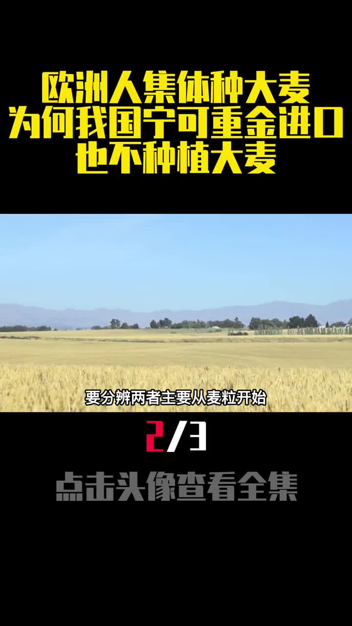 欧洲人集体种大麦为何我国宁可重金进口也不种植大麦2