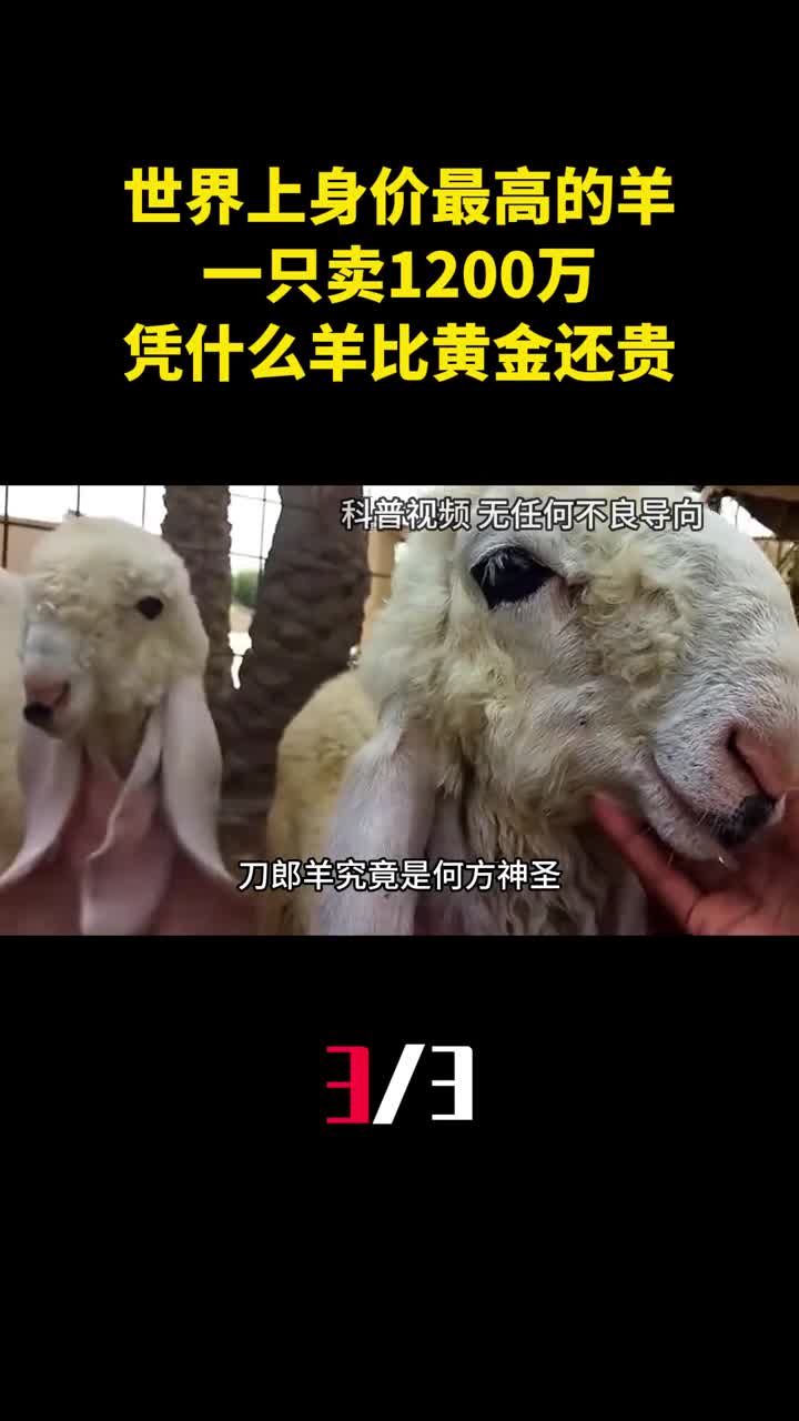 世界上身价最高的羊一只卖1200万凭什么羊比黄金还贵3