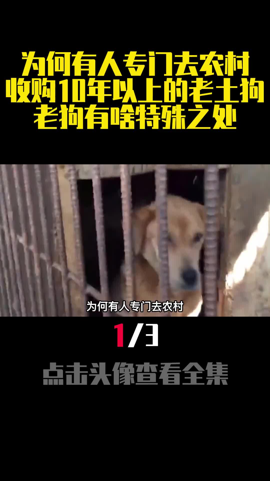 为何有人专门去农村收购10年以上的老土狗老狗有啥特殊之处1