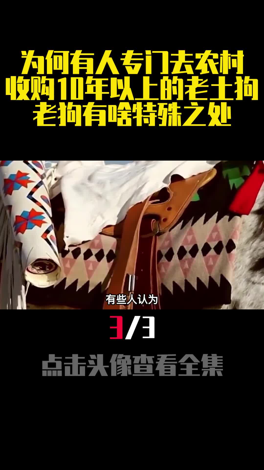 为何有人专门去农村收购10年以上的老土狗老狗有啥特殊之处3