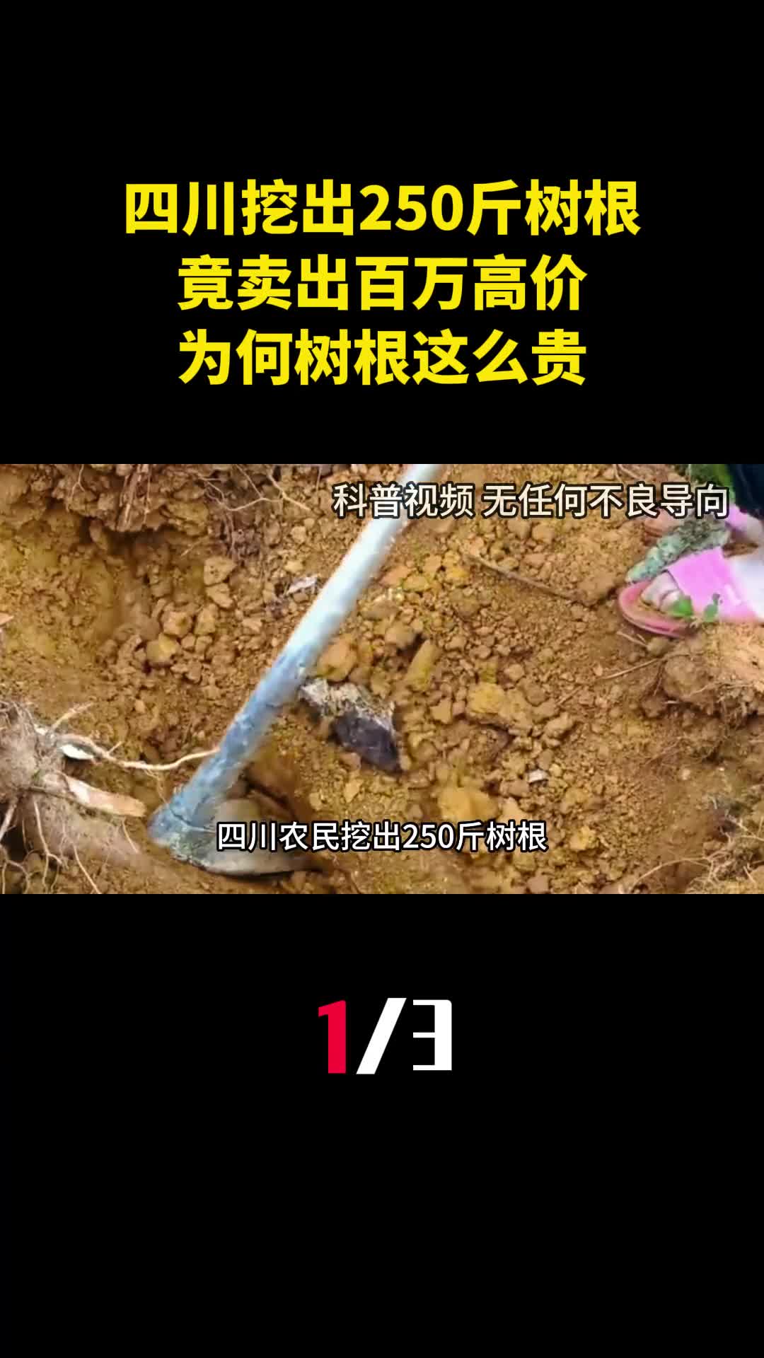 四川农民挖出250斤树根竟卖出百万高价为何树根这么贵1