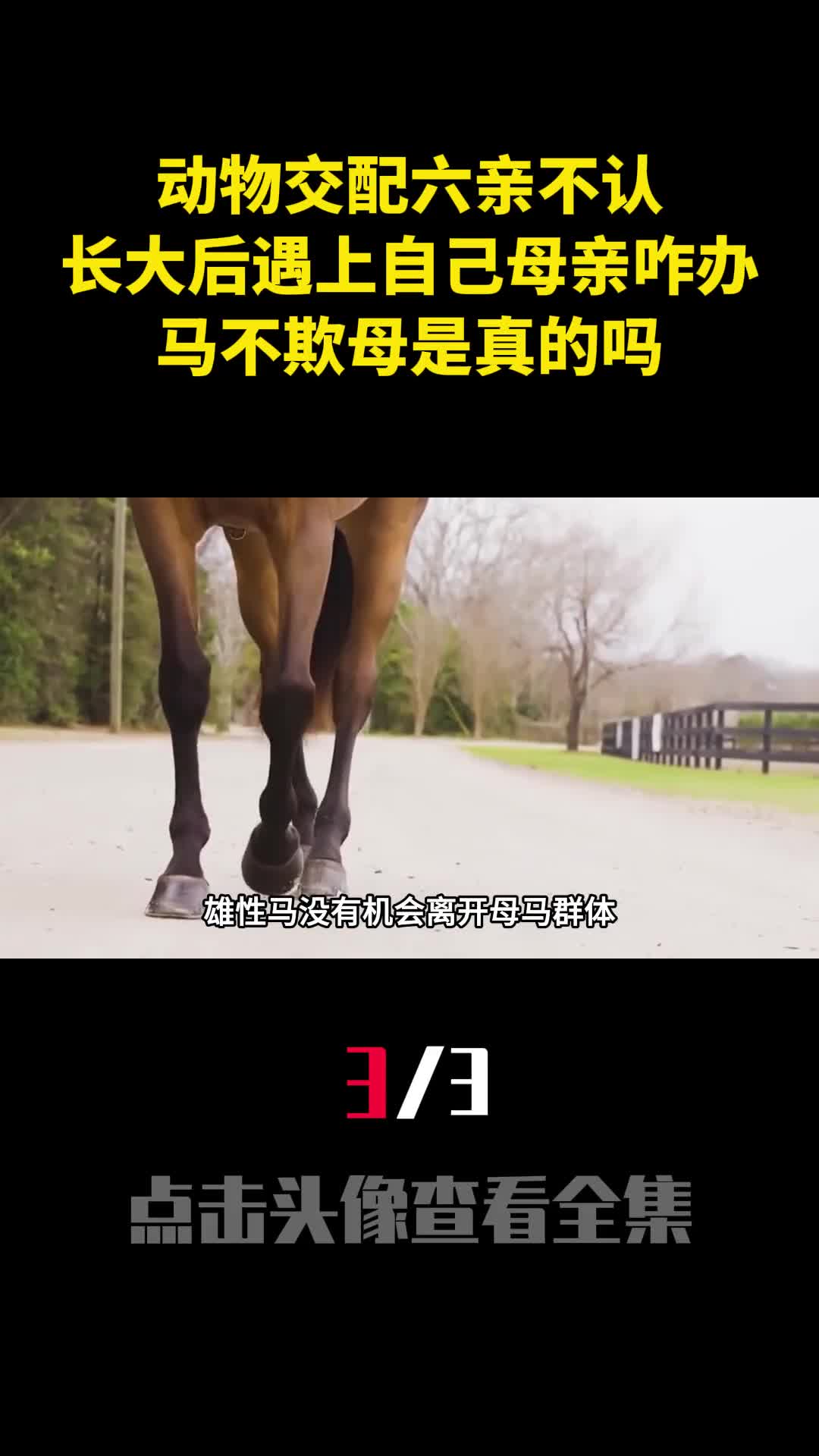 动物交配六亲不认长大后遇上自己母亲咋办马不欺母是真的吗3