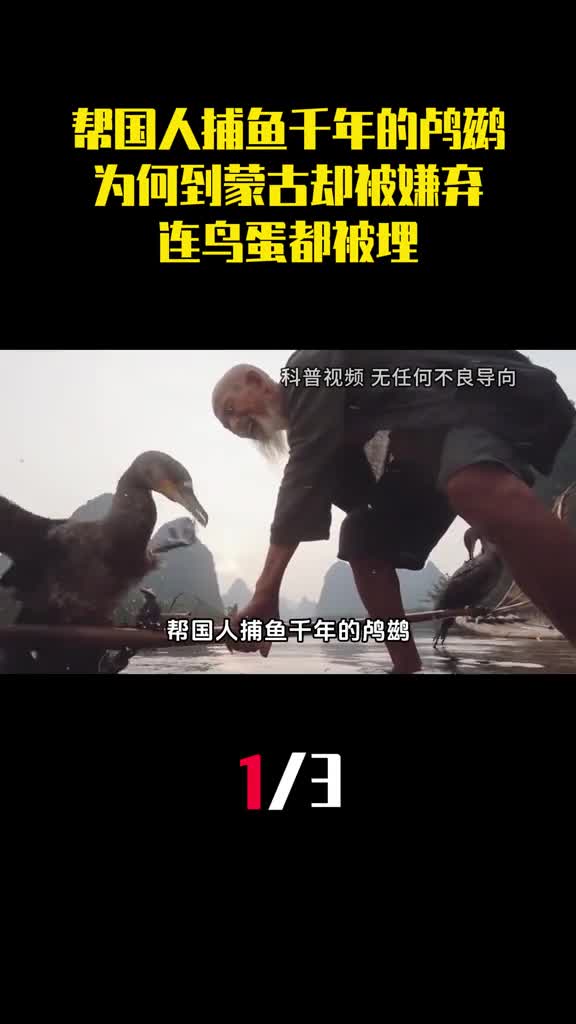 帮国人捕鱼千年的鸬鹚为何到蒙古却被追杀连鸟蛋都被埋1