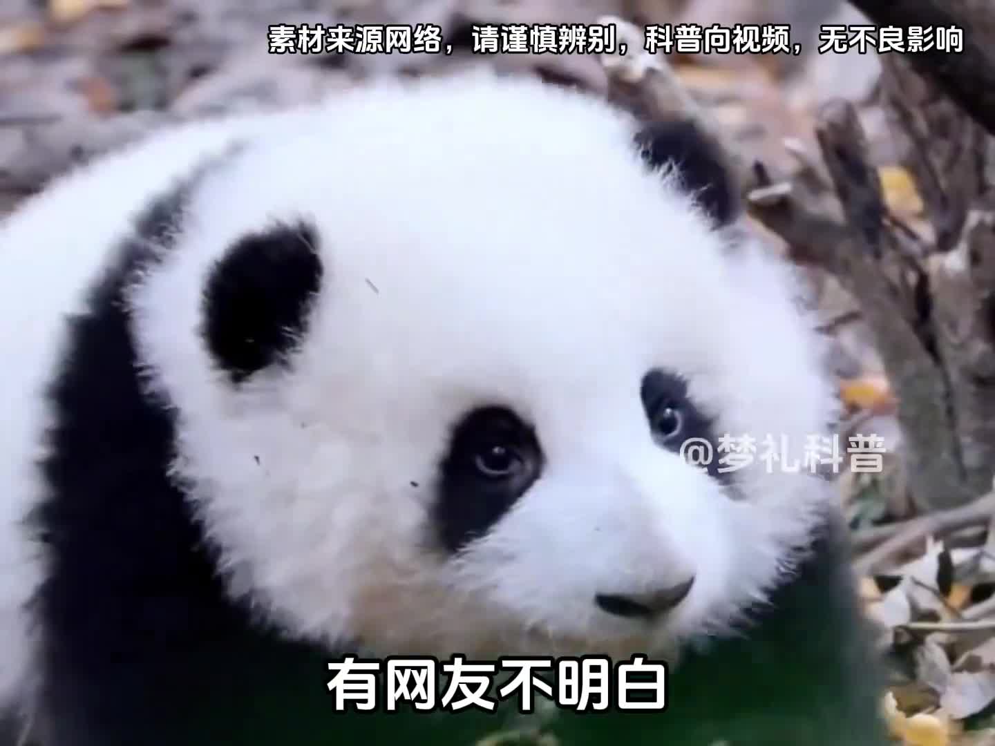 为什么大熊猫会获得全世界人的喜爱