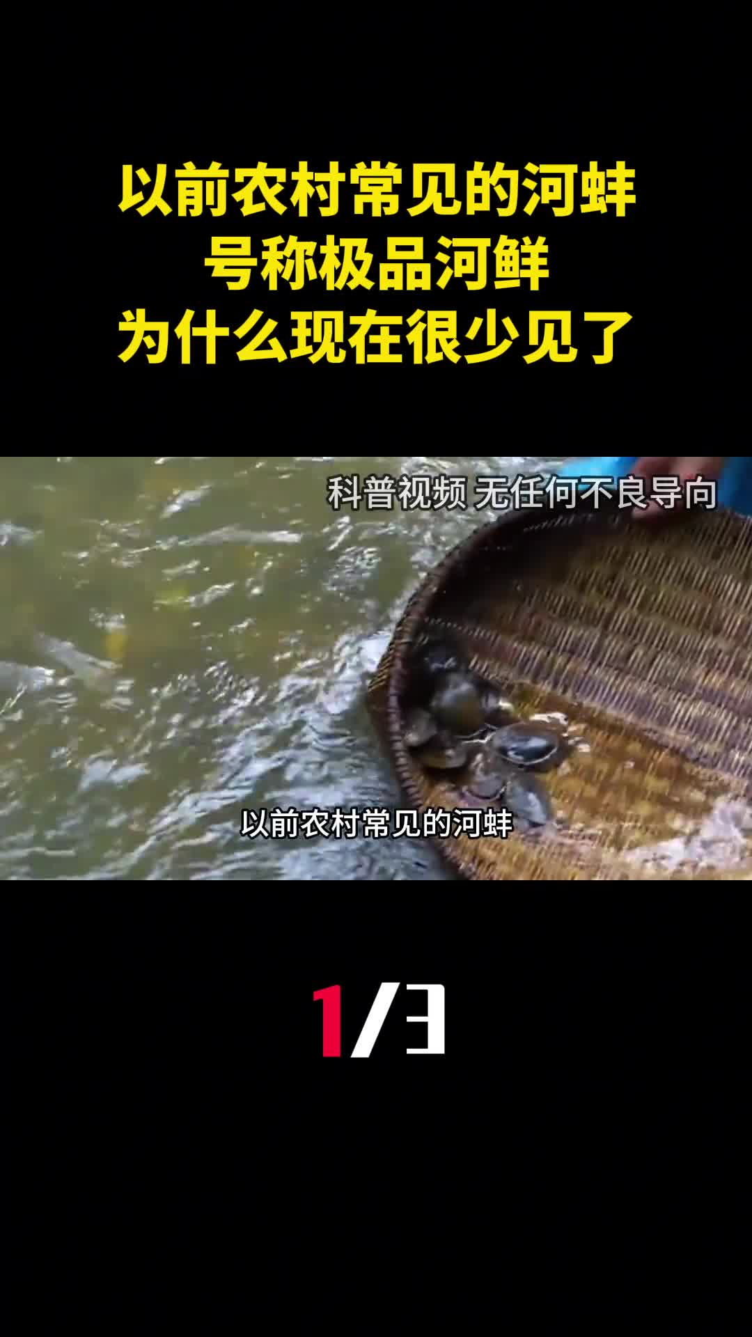 以前农村常见的河蚌号称极品河鲜为什么现在很少见了1