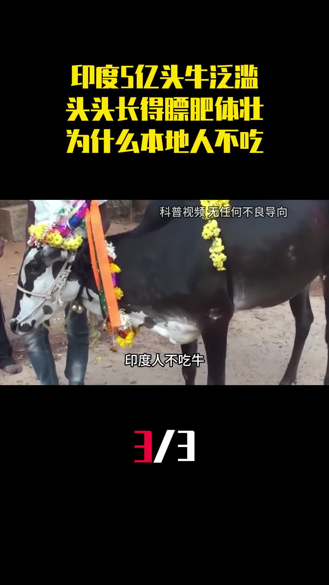 印度5亿头牛泛滥头头长得膘肥体壮为什么本地人都不吃3
