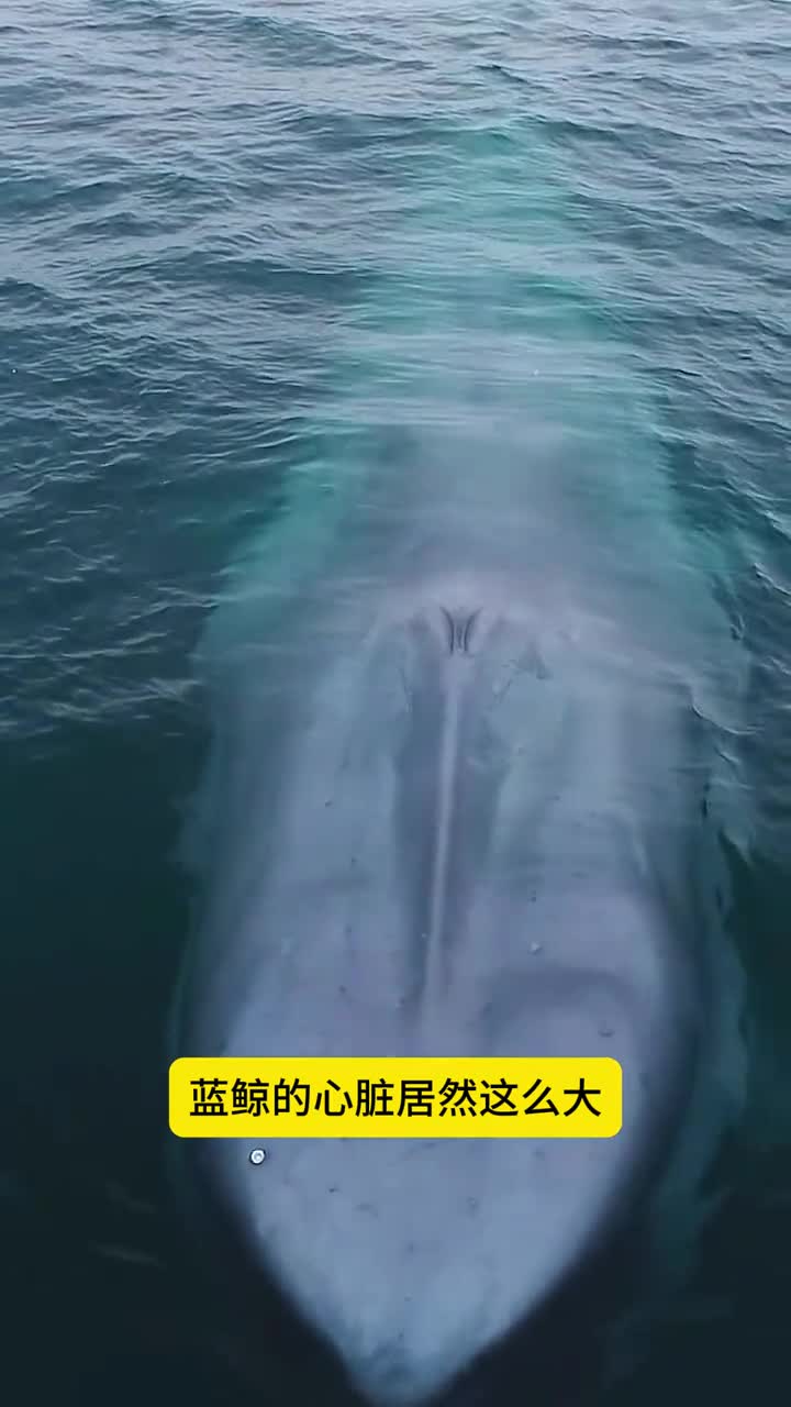 蓝鲸的心脏居然这么大一个眼睛比我们头还大