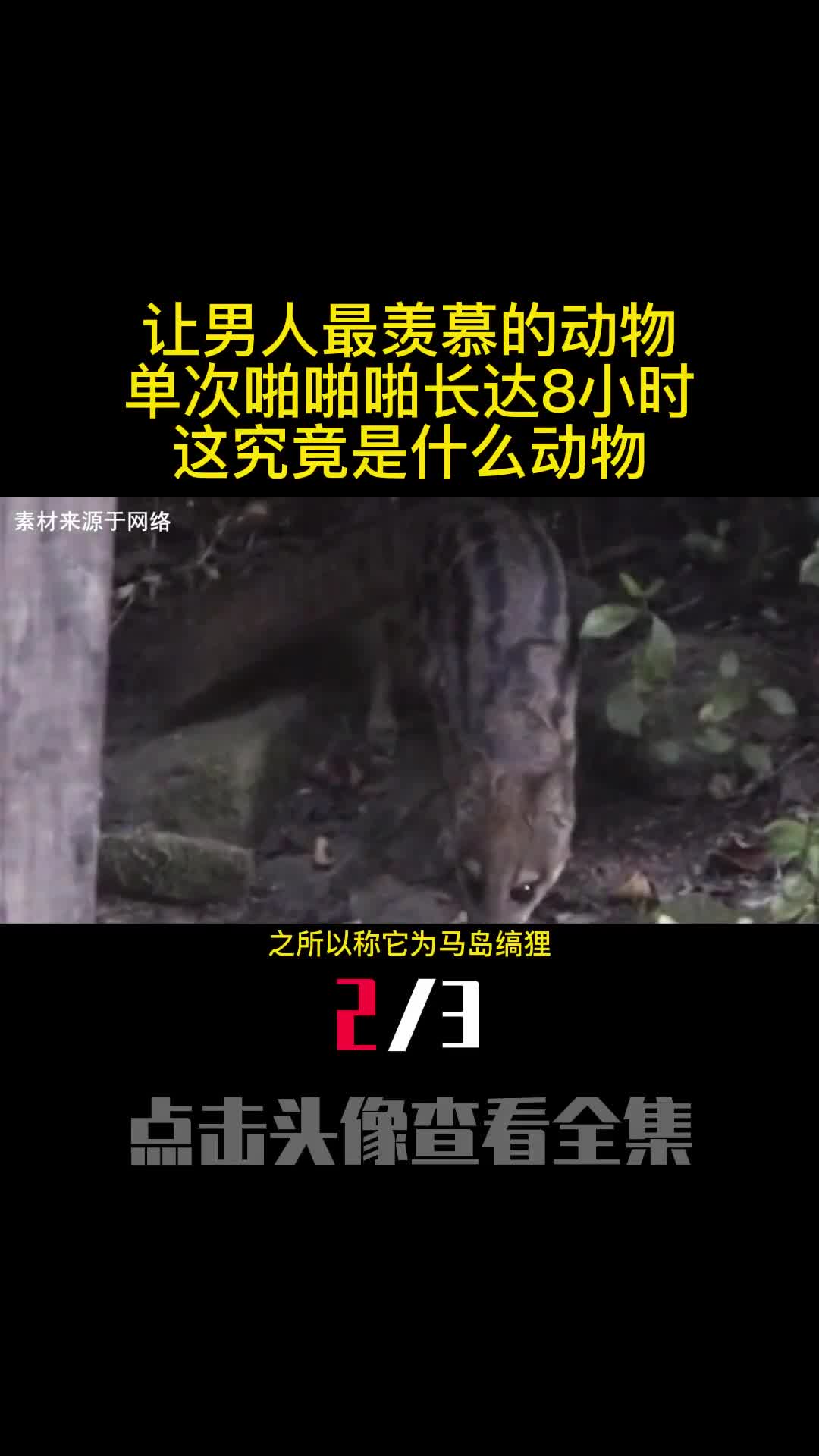 让男人最羡慕的动物单次啪啪啪长达8小时这究竟是什么动物2