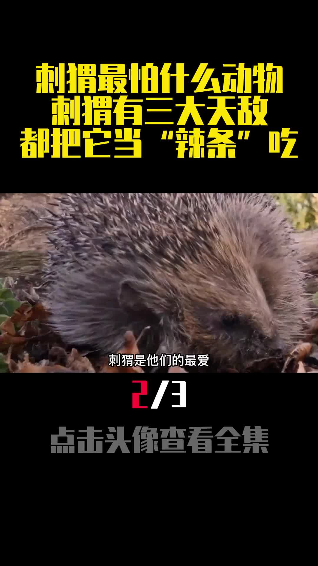 刺猬最怕什么动物刺猬有三大天敌都把它当辣条吃