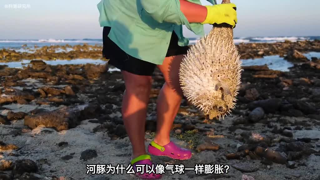 河豚为什么会膨胀它的身体为什么能伸缩他会爆吗