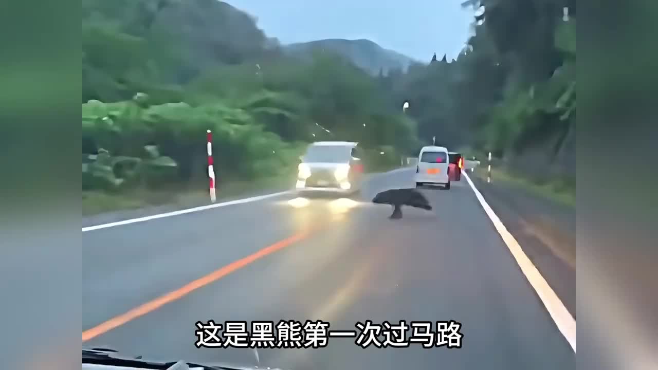这只黑熊第一次过马路就被行驶的汽车撞飞