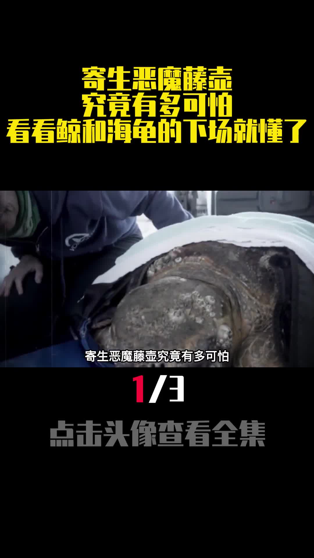 寄生恶魔藤壶究竟有多可怕看看鲸和海龟的下场就懂了1