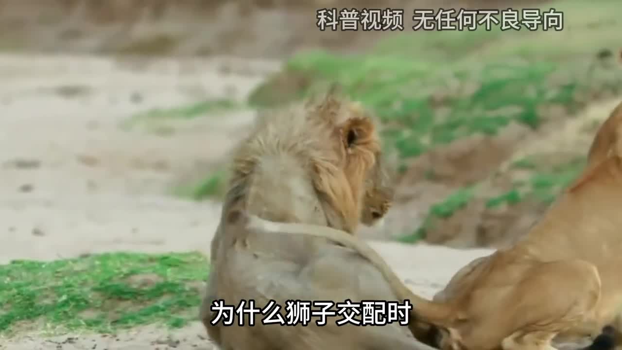 为什么狮子交配时雄狮要死死咬住雌狮的脖子真相让人心酸1