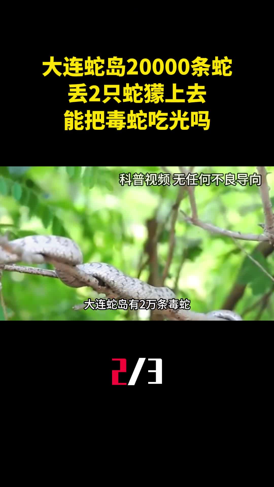 大连蛇岛盘踞20000条毒蛇丢2只蛇獴上去能把毒蛇吃光吗2
