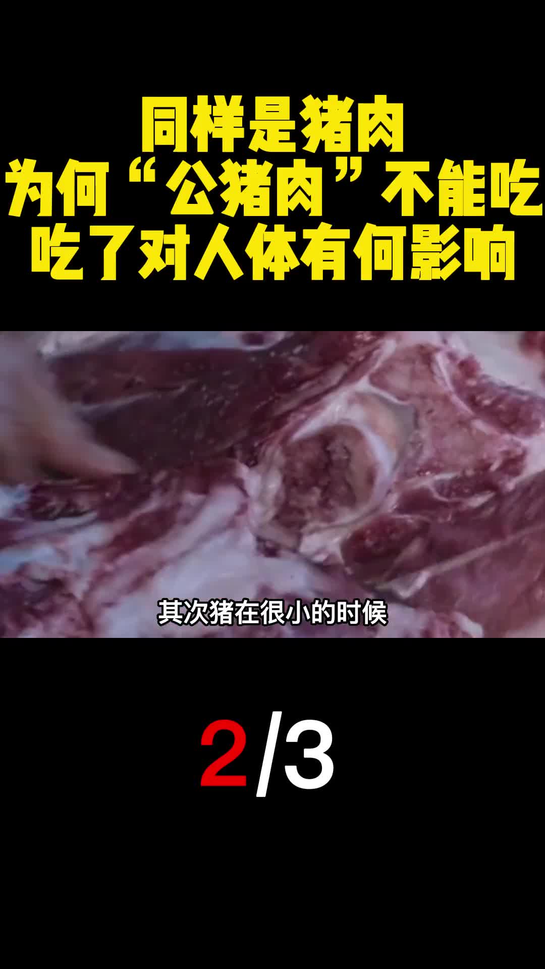同样是猪肉为何公猪肉不能吃吃了对人体有何影响2