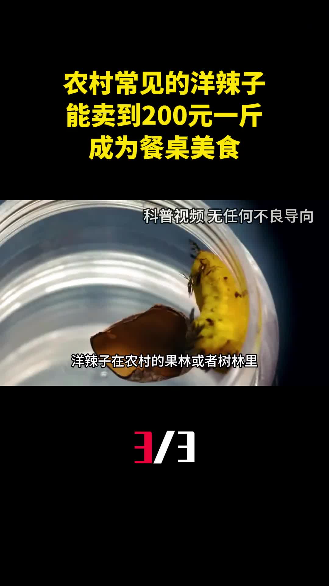 农村常见的洋辣子为什么能卖到200元一斤成为餐桌美食3